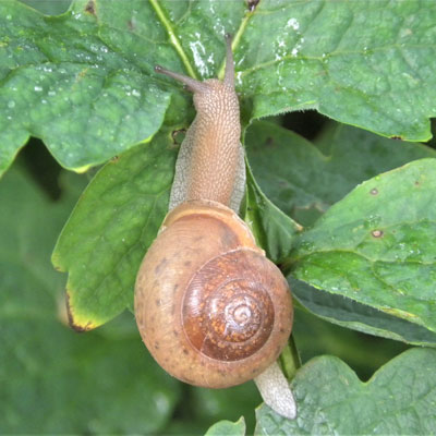 Great Outdoors snail