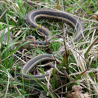 Great Outdoors snake